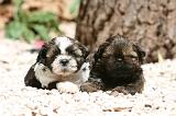 SHIH TZU 347
